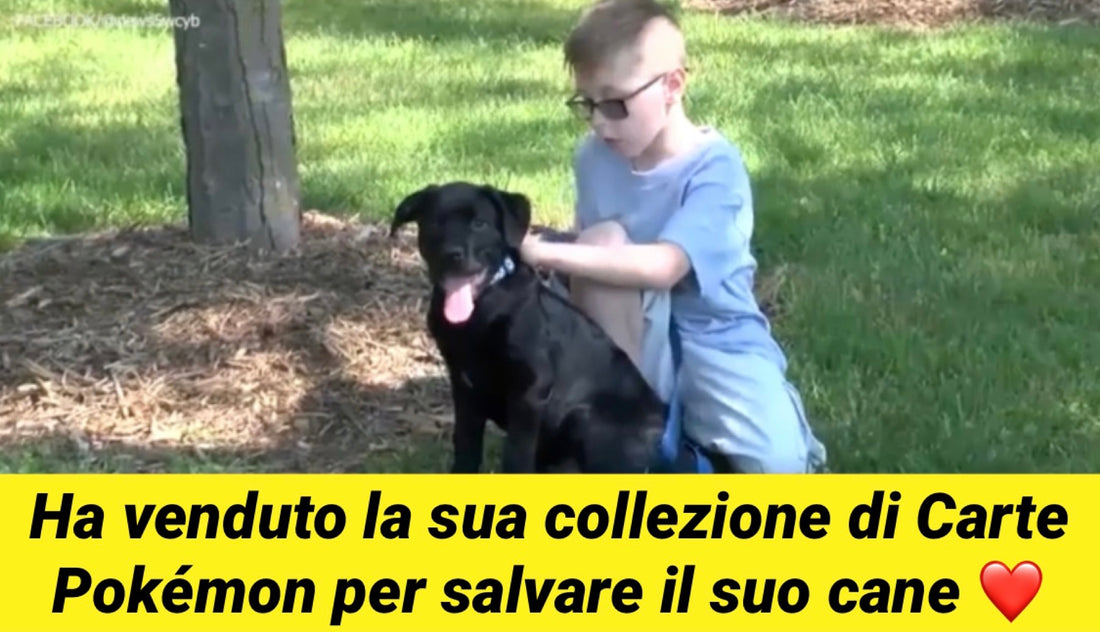 Bambino vende collezione di carte Pokémon per salvare il suo cane malato