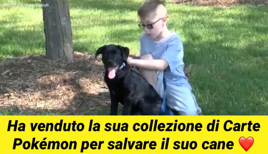Bambino vende collezione di carte Pokémon per salvare il suo cane malato