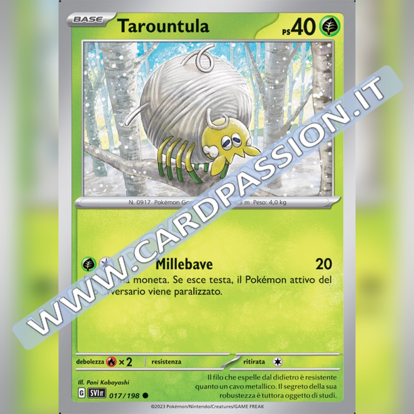 017/198 Tarountula | Scarlatto e Violetto