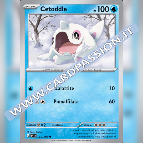 059/198 Cetoddle | Scarlatto e Violetto