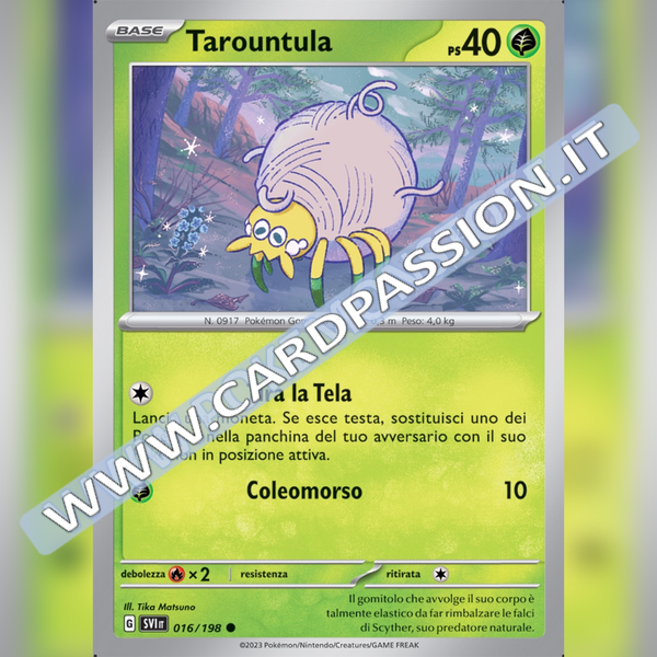 016/198 Tarountula | Scarlatto e Violetto