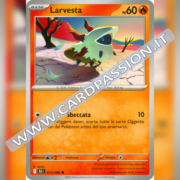 015/086 Larvesta | Luce Nera